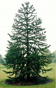 Araucaria